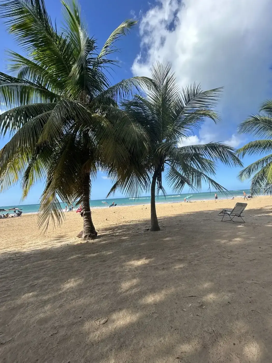 Palm trees along the Isla Verde beachfront